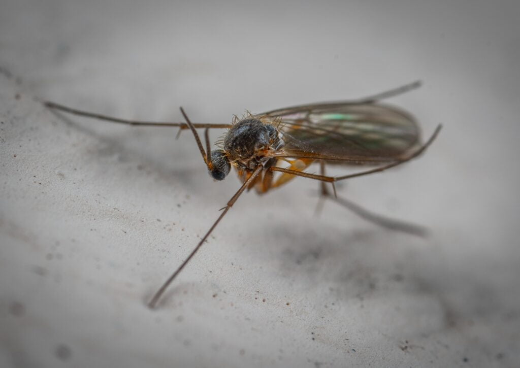 Effective Management of Gnats