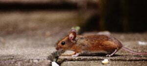 Rodent Control in Larimer County